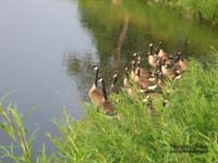 Patos